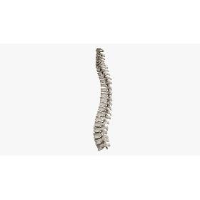 Spine Rigged 3D model